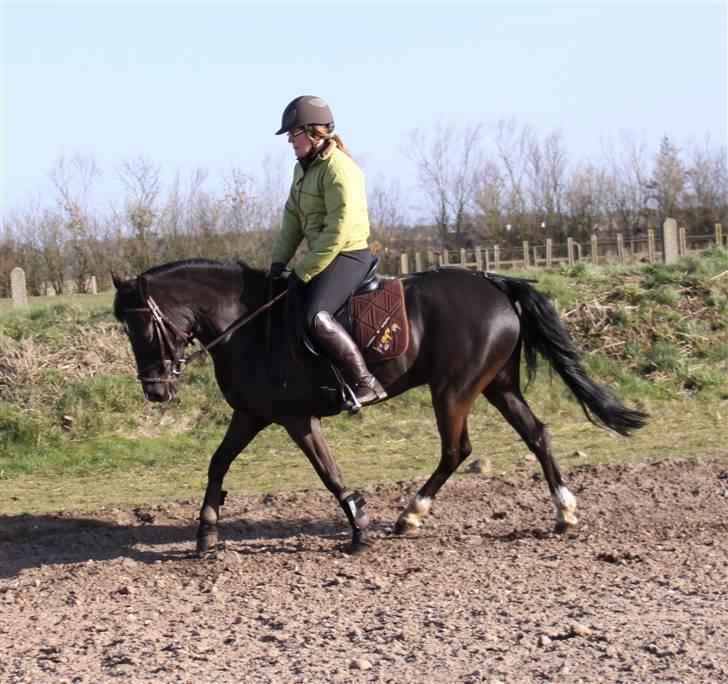 Anden særlig race Torpegårds Master SOLGT / - NYT billede 14