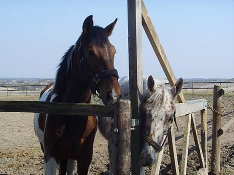 Anden særlig race lille gubban - vi vil gerne ind nu billede 4