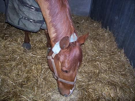 Anden særlig race Mr Bogart (solgt) billede 8