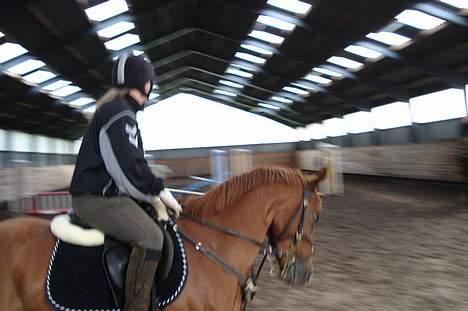 Anden særlig race Mr Bogart (solgt) billede 9