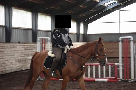 Anden særlig race Mr Bogart (solgt) billede 10