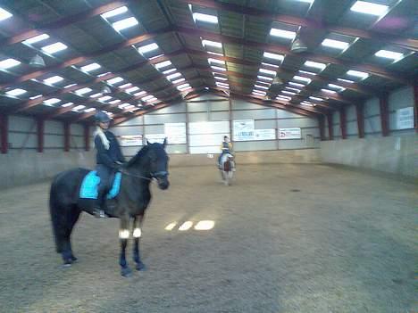 Hannoveraner Dream-Star billede 17