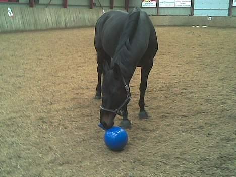 Hannoveraner Dream-Star billede 18