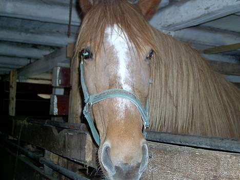 Frederiksborg <3fru-dutte<3  (R.I.P) - 8) heej med dig Steffi billede 8