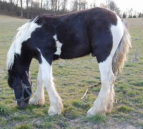 Irish Cob Axelved's Djuke  billede 15