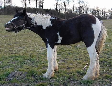 Irish Cob Axelved's Djuke  - 9 måneder og "dufter på blummarne" billede 16