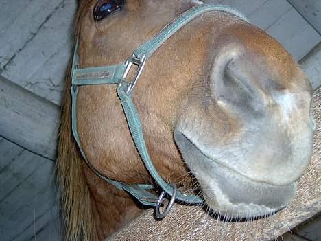 Frederiksborg <3fru-dutte<3  (R.I.P) - 9) kan du se mig  billede 9