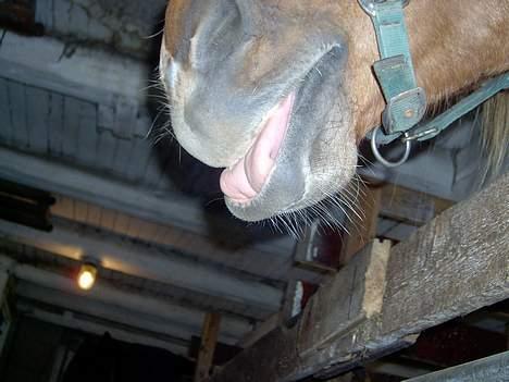 Frederiksborg <3fru-dutte<3  (R.I.P) - 10) hehe  billede 10