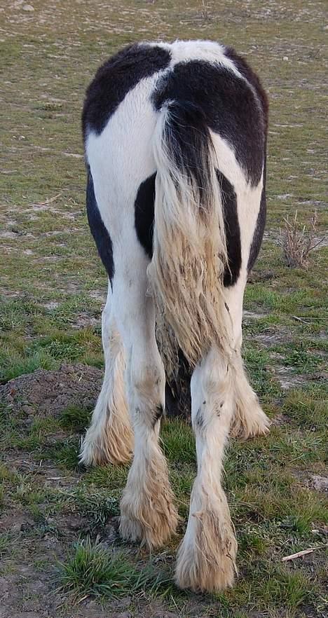 Irish Cob Axelved's Djuke  - Hovskæg er der rigeligt af...man er jo hingst billede 18