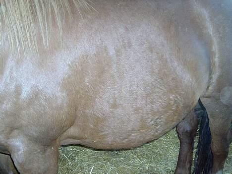 Frederiksborg <3fru-dutte<3  (R.I.P) - 11) se min baby den kommer snart billede 11