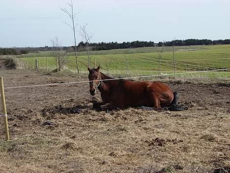 Tysk Oldenburger Majsens Ophelia. billede 12