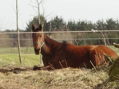 Tysk Oldenburger Majsens Ophelia. billede 13