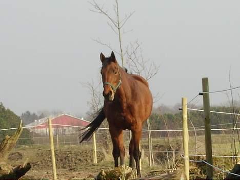 Tysk Oldenburger Majsens Ophelia. billede 14