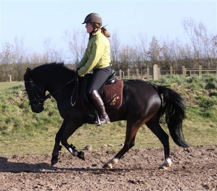 Anden særlig race Torpegårds Master SOLGT / - NYT billede 16