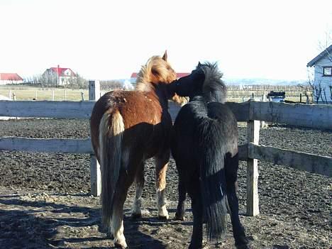 Islænder Stjarni fra Ólafssvöllum - Love is in the air^^ Hrefna og Stjarni kysser på en forårsdag billede 15