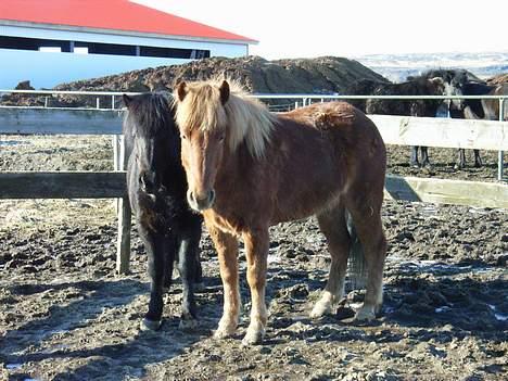 Islænder Stjarni fra Ólafssvöllum - hva glor i på?? hun er min!!! mine, my own, my love, my preciouuuuuus...... muhahahahaha ups vriiiinsk billede 16