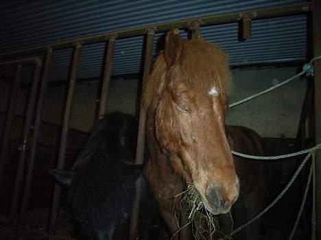 Islænder Stjarni fra Ólafssvöllum - hvem sagde mænd ikk kan multi taske...?? jeg kan da både sove og spise på samme tid...^^ billede 17