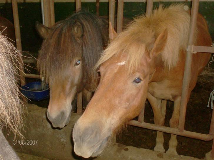 Islænder Stjarni fra Ólafssvöllum - vi vil ogsaa ha´ hö^^ Askur og Stjarni billede 18