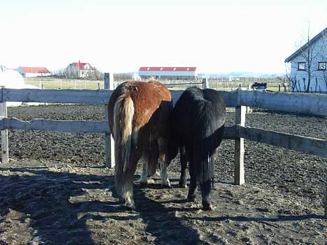 Islænder Stjarni fra Ólafssvöllum - når enden er god er damen bedst^^ tak for kigget billede 19