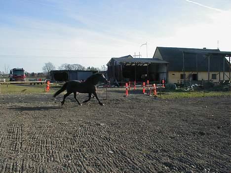 Anden særlig race Anastasia - Jeg tror næsten at jeg kan flyve. 4/4-07 billede 9