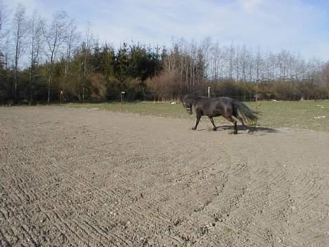 Anden særlig race Anastasia - Se mig lige. 4/4-07 billede 12