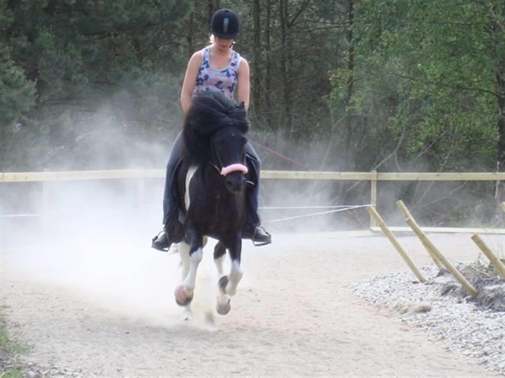Islænder Klár fra Krossi - galop <3, taget d. 10-6-08( i må kun kopirere billederne hvis i få lov af mig ) billede 14