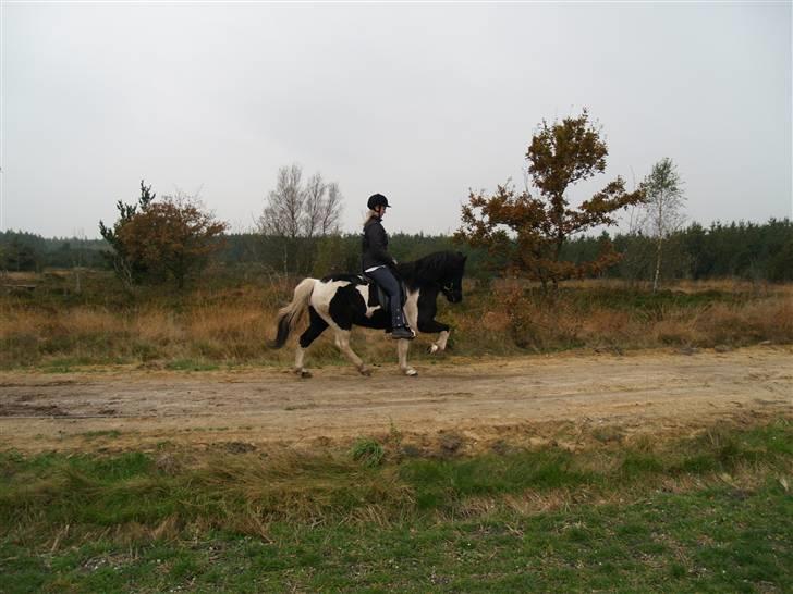 Islænder Klár fra Krossi - min smukke hest, se lige det dejlige benlyft( i må kun kopirere billederne hvis i få lov af mig ) billede 15