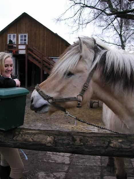 Fjordhest Claus - Gammel Part :'/ - Min Claus dreng der kigger :D [Fotograf: Julie] billede 1