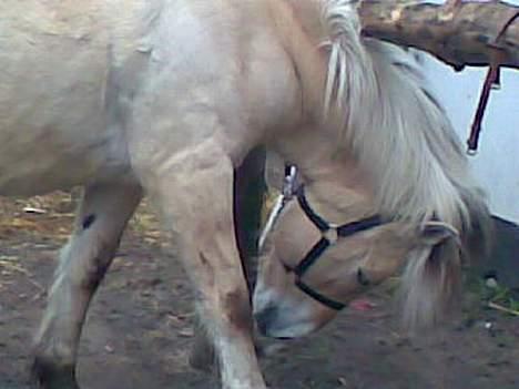 Fjordhest Claus - Gammel Part :'/ - Klø sig kan man os <3 [Fotograf: MIG] billede 2