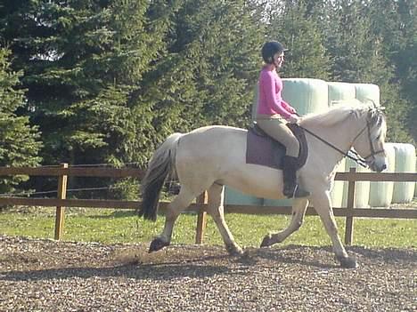 Fjordhest Claus - Gammel Part :'/ - Han løber for en gangsskyld [Fotograf: Michelle] billede 3