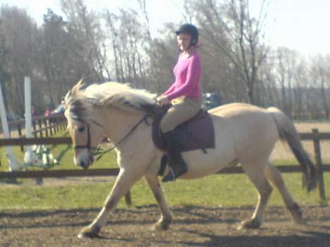 Fjordhest Claus - Gammel Part :'/ - I galop [Fotograf: Michelle] billede 4