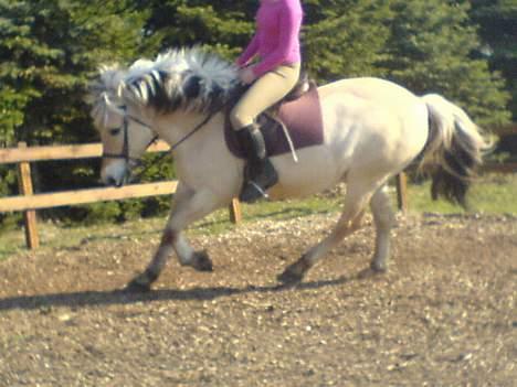 Fjordhest Claus - Gammel Part :'/ - Igen :p [Fotograf: Michelle] billede 5