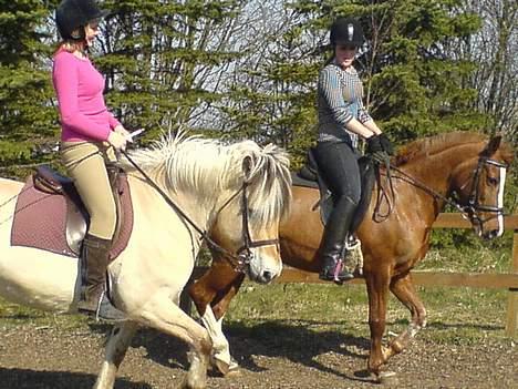 Fjordhest Claus - Gammel Part :'/ - Ham og mig , Sund og Ronja [Fotograf: Michelle] billede 7