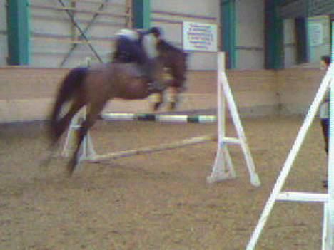 Anden særlig race Bertil billede 15