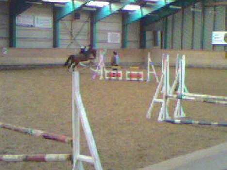 Anden særlig race Bertil billede 16