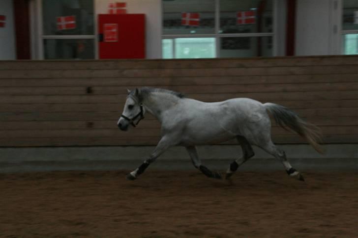 Welsh Mountain (sec A) Ræveskiftets Bramble <3 - til løsspringning :D i øning :D elsker diig <3 billede 14
