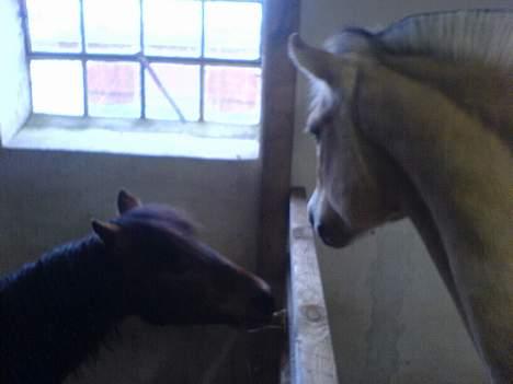 Anden særlig race Timon billede 3