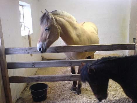 Anden særlig race Timon billede 4