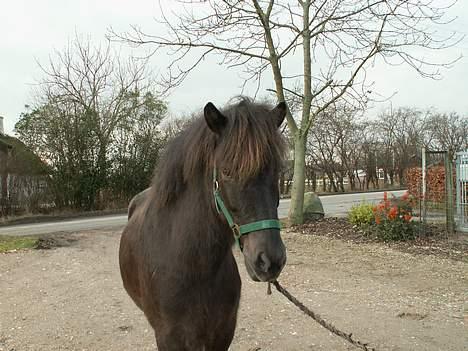 Islænder Fakur billede 7