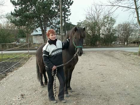 Islænder Fakur - 1 dag Fakur kommer hjem. billede 8
