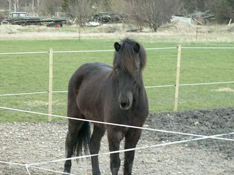 Islænder Fakur - tæske lækker. billede 9