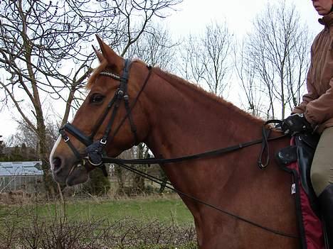 Dansk Varmblod   Safir-Bell Ravnsbjerg   billede 16