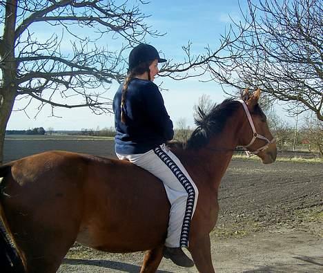 Dansk Varmblod Winzerkind  - Ridetur i grimen ca 30 gang med rytter 4/4-07 billede 10