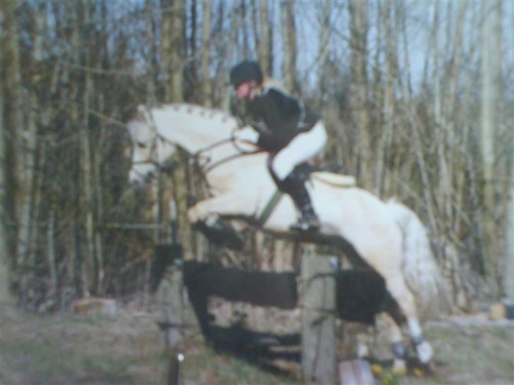 Welsh Cob (sec D) Ræveskiftets Nardi - 12) Military på HKR.. Dette billede er vi blevet meget rost for:)Man kan se at vi er i balance, og hvordan han striker sig over springet:) billede 12