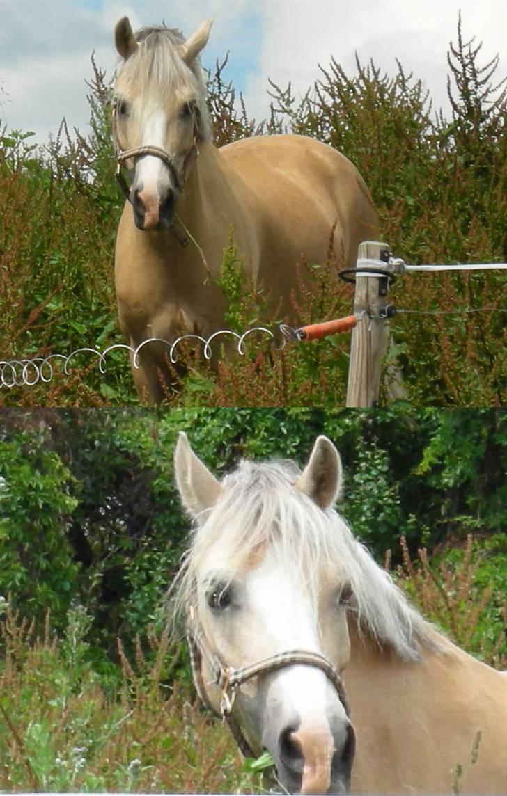 Welsh Cob (sec D) Ræveskiftets Nardi - 16) Nardi på fold..Han er bare så cute..!! billede 16