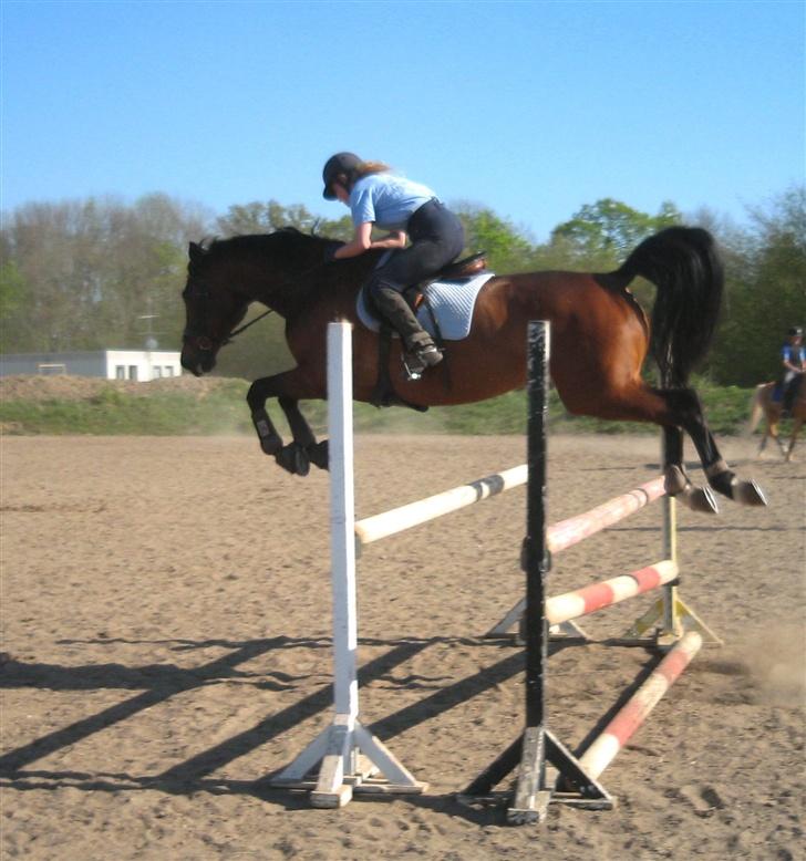 Dansk Varmblod Rubinstar *solgt* billede 10