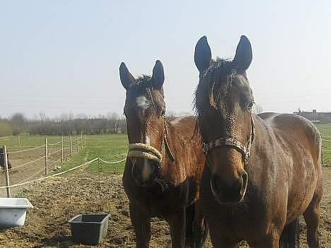 Traver Futte (profit) - Min nye Hest Mille :)<3 og hendes kæreste playboy ;p  har kun det billede af hende intil vider,, hun kommer her ind på et tidspunkt ;) billede 13