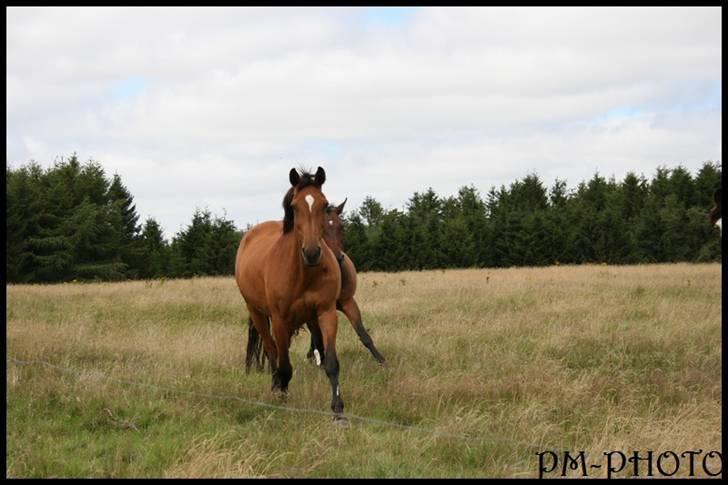 Dansk Varmblod Galatea billede 8