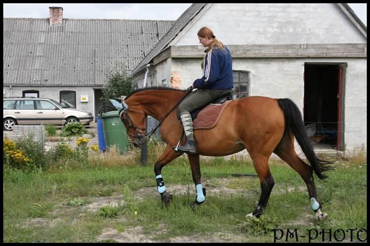 Dansk Varmblod Galatea billede 11