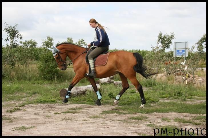 Dansk Varmblod Galatea billede 12